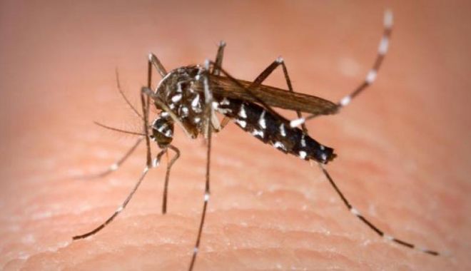 Alte 40 de persoane au murit din cauza virusului West Nile - westnile-1540125885.jpg