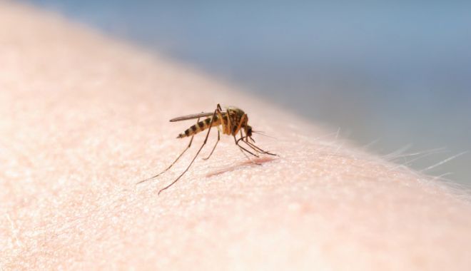 Încă două cazuri de infecţie cu virusul West Nile raportate în România - westnile-1631799063.jpg