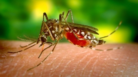 Primul caz de infectare cu virusul West Nile din România - westnile59677600-1311246244.jpg