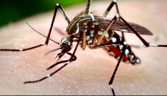ALERTĂ! Alte cinci cazuri de infecție cu virusul West Nile - westnile94434300-1536323778.jpg