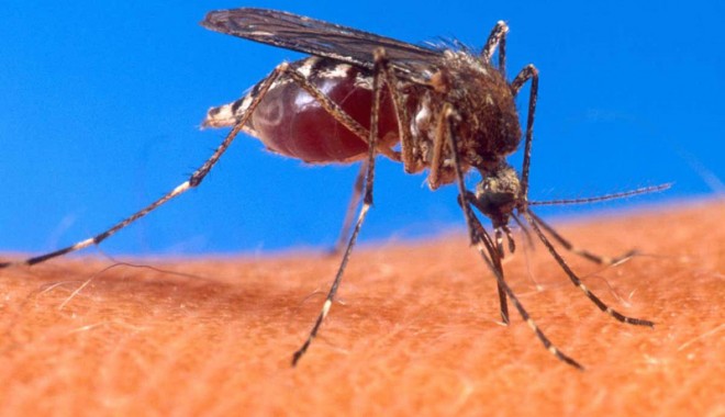 Virusul West Nile a reapărut în România - westniletantar-1311265860.jpg