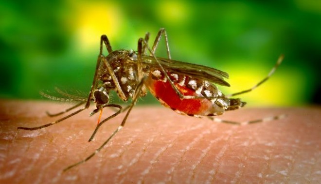 Ce recomandă specialiștii pentru a ne proteja de virusul West Nile - westnilevirus01342768551-1368951464.jpg