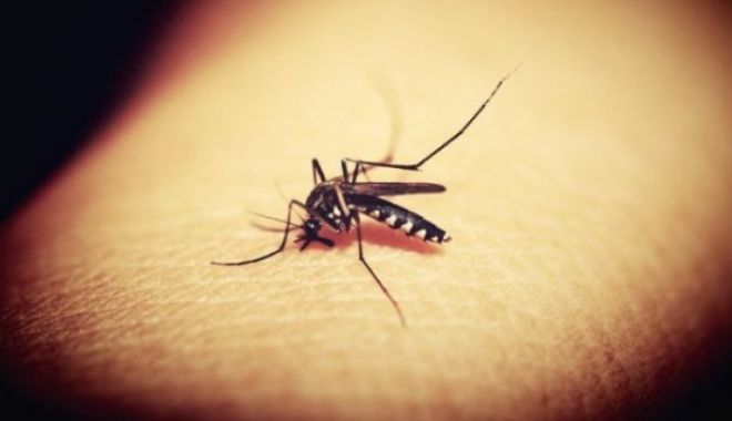 ESTE ALERTĂ! Încă un deces cauzat de virusul West Nile - westnilevirussimptometratament90-1537440953.jpg