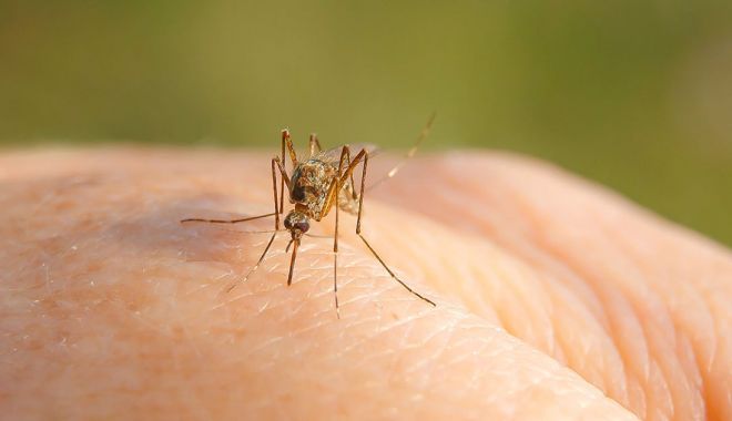 Trei români au murit din cauza virusului West Nile în decurs de o săptămână