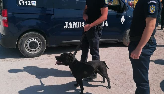 Momente de panică pe plajă! Câine din rasa Amstaff, dezorientat printre turiști, fără botniță!