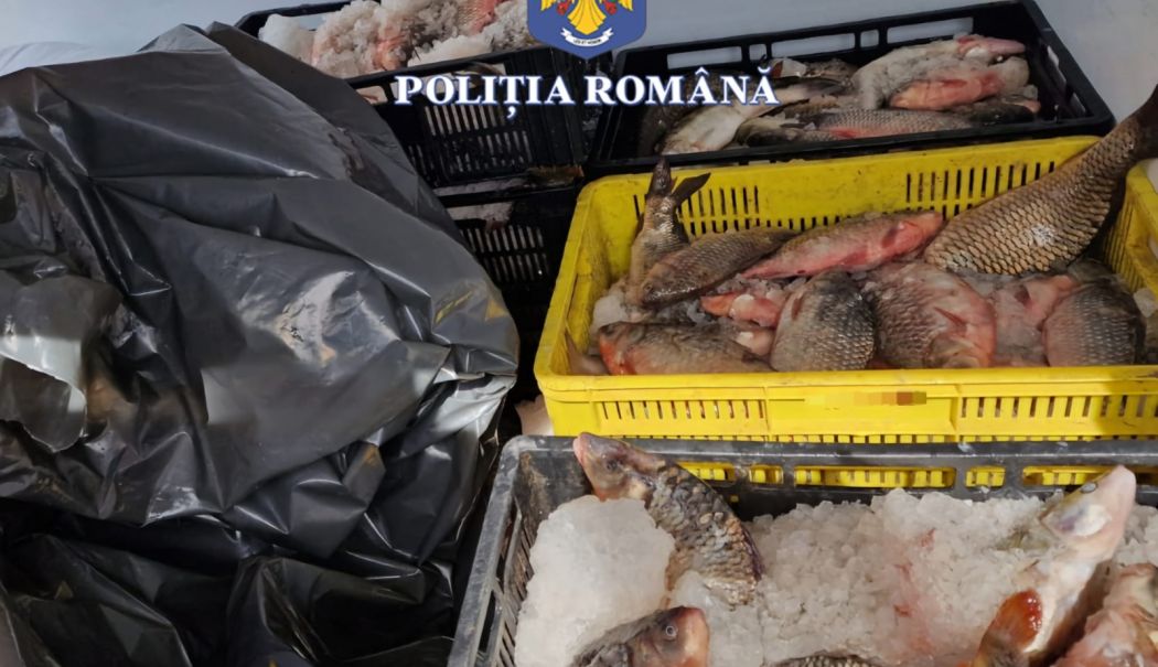Captură de 133 de kilograme pește, descoperită de polițiștii constănțeni într-un autoturism - whatsapp-image-20240407-at-15132-1712493133.jpeg