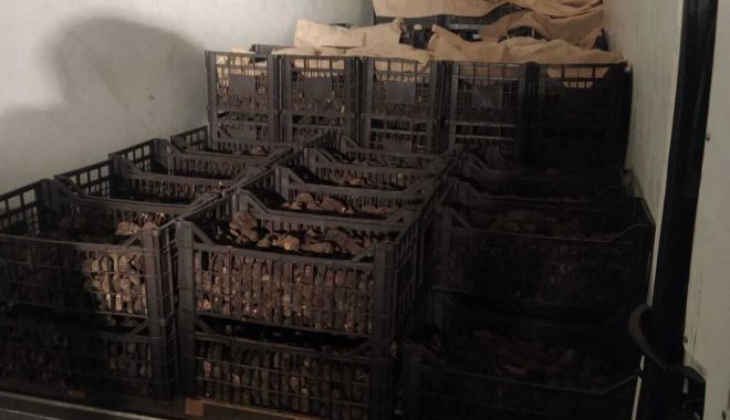 Trufe de peste jumătate de milion de lei, confiscate de Poliție - whatsappimage20210719at000246-1626768024.jpg