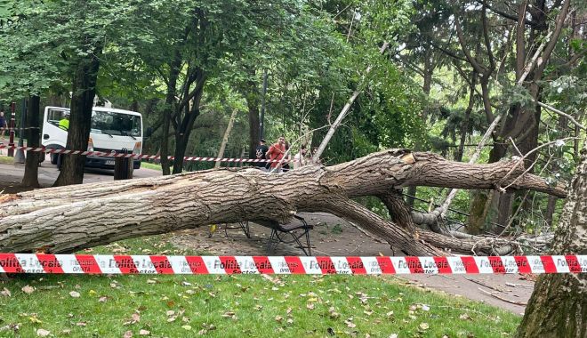 Copacul care a căzut peste o femeie în parcul IOR era verde