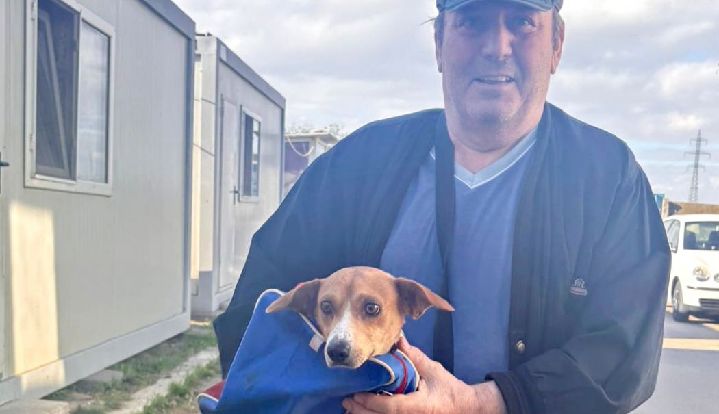 Ruby a plecat acasă, dar zeci de alţi căței aşteaptă să îşi găsească o familie - x-adoptii-1758884122.jpeg