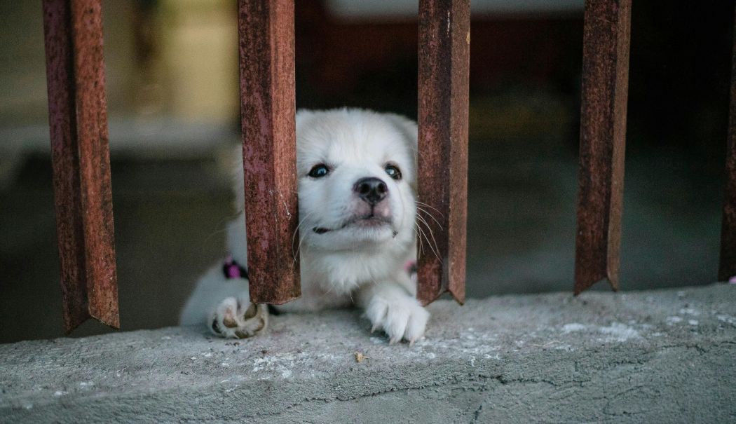 Câți căței aflați sub grija municipalității au fost adoptați în 2025 - x-adoptii-2025-1767954797.webp