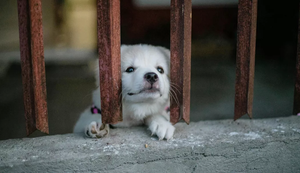 Cum puteți adopta câini din Adăpostul Public de Animale Abandonate Constanța - x-adoptiijpeg-2-1773993218.webp