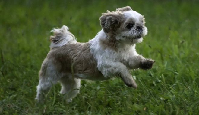 Eveniment dedicat iubitorilor de animale, în parcul „Oleg Danovski” - x-animale-1688473855.jpg