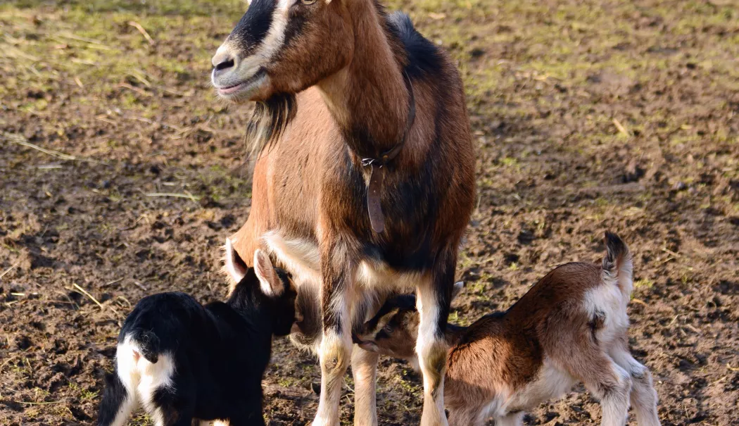 Medicii veterinari încep verificările la animalele din Siliștea și Țepeș Vodă - x-animale-1769775585.webp