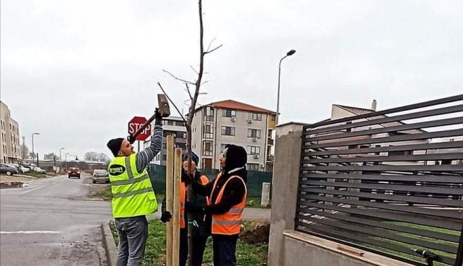 Spațiile verzi s-au îmbogățit cu aproape 600 de arbori - x-arbori-1680870692.jpeg