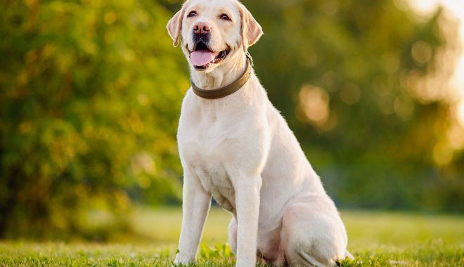 Labrador retriever, donat pentru Garda de Coastă - x-caine-donat-garda-1688550797.jpg