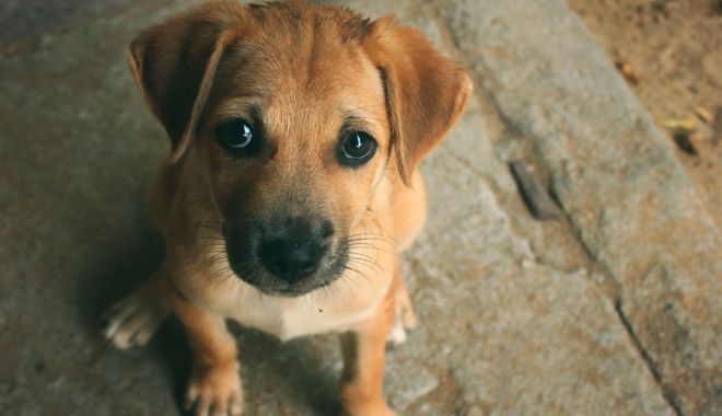 Campania „Adoptă un cățel” continuă. Constănţenii sunt aşteptaţi la Adăpostul pentru animale fără stăpân