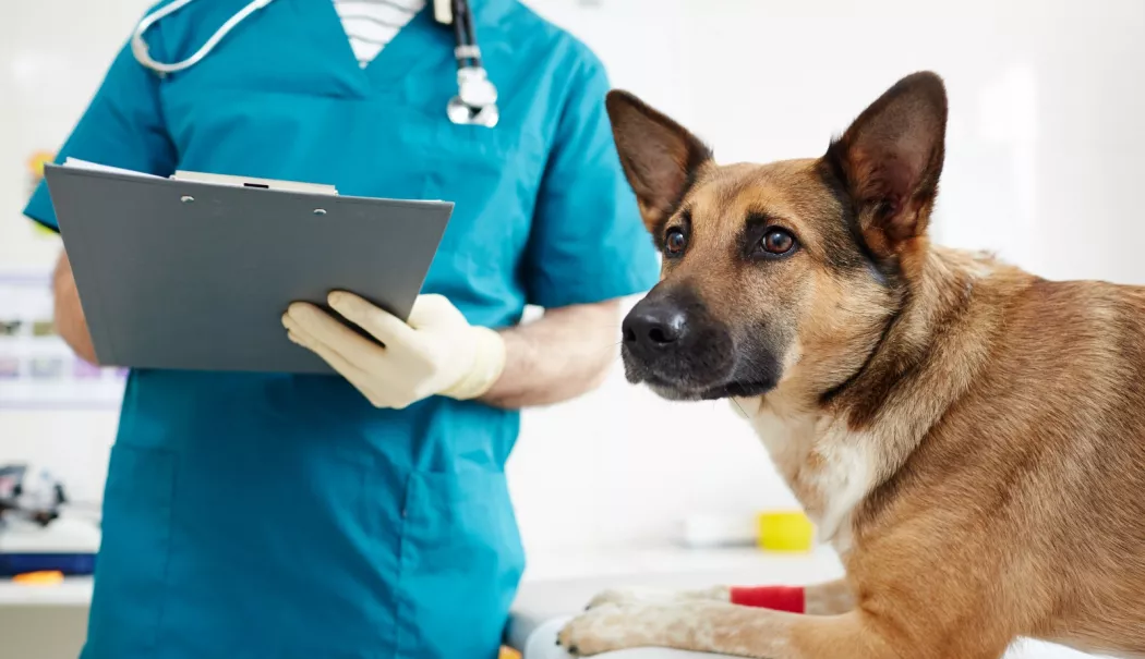 Aveți un câine? Iată care vă sunt responsabilitățile în acest an - x-caini-1768302104.webp