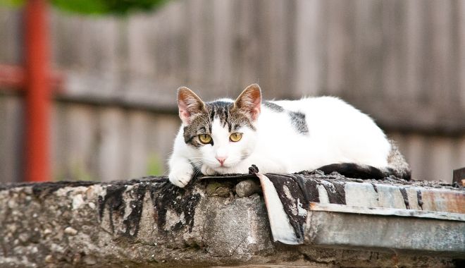 O nouă campanie de sterilizare gratuită a animalelor de rasă comună din oraș