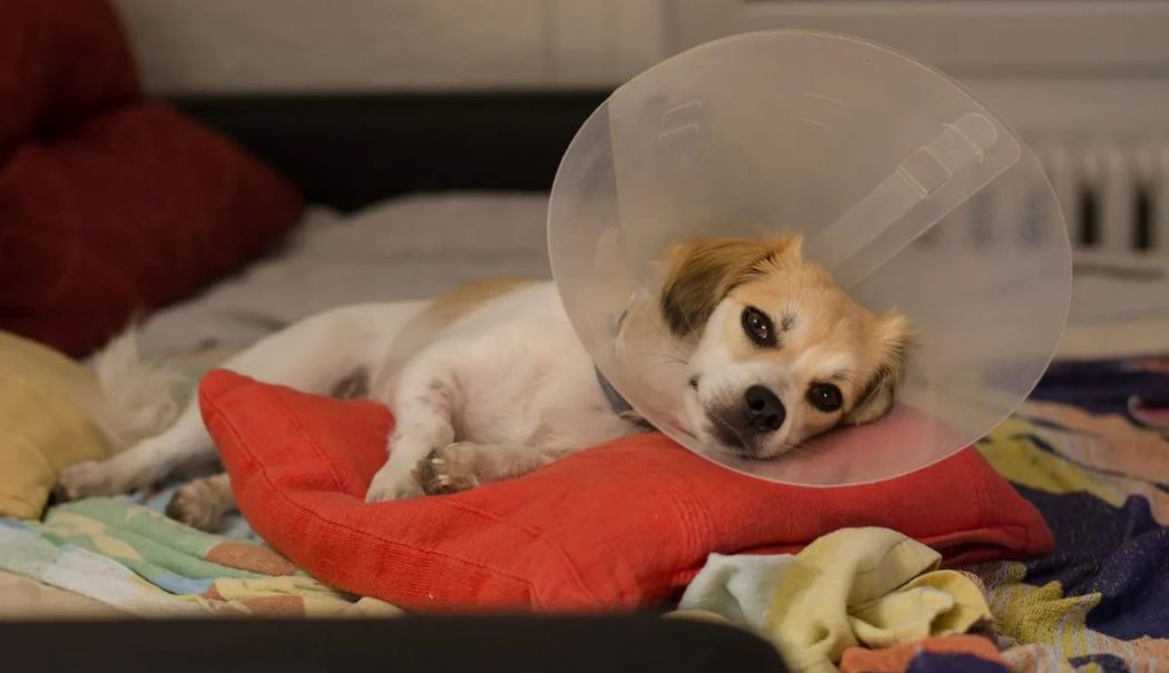 Campanie de sterilizări gratuite pentru animalele de rasă comună - x-campanie-1722513713.jpg