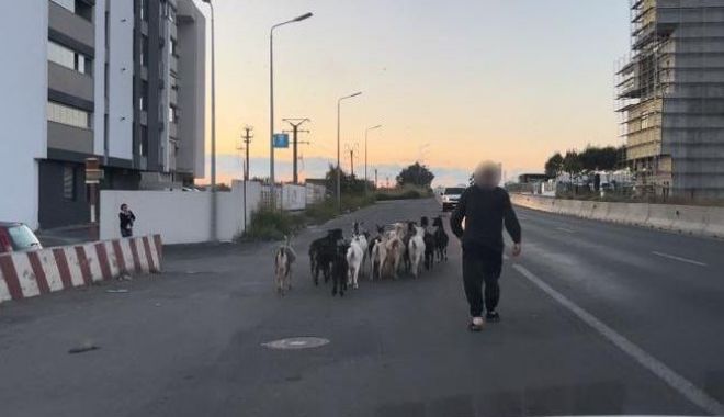 Constănţean sancţionat pentru că şi-a lăsat caprele  nesupravegheate - x-capre-1695542520.jpg