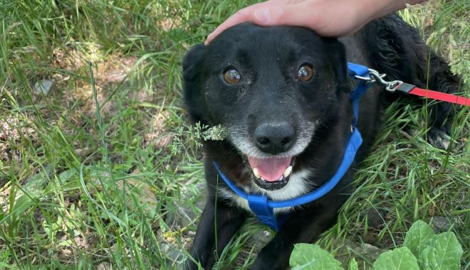 Reyna şi Negruţu şi-au găsit un nou cămin. Alte patrupede aşteaptă să fie adoptate