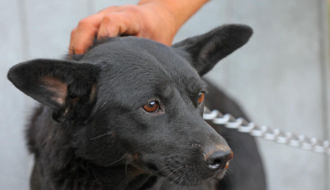 Peste 350 de căţei aşteaptă să fie adoptaţi - x-catei-1691070296.jpg