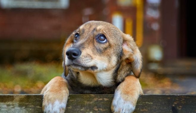 Constănţenii au adoptat, anul acesta, 221 căței - x-catei-1696420722.jpg