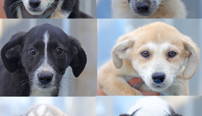 Căței disponibili pentru adopție gratuită. Dați-le o șansă la viață!