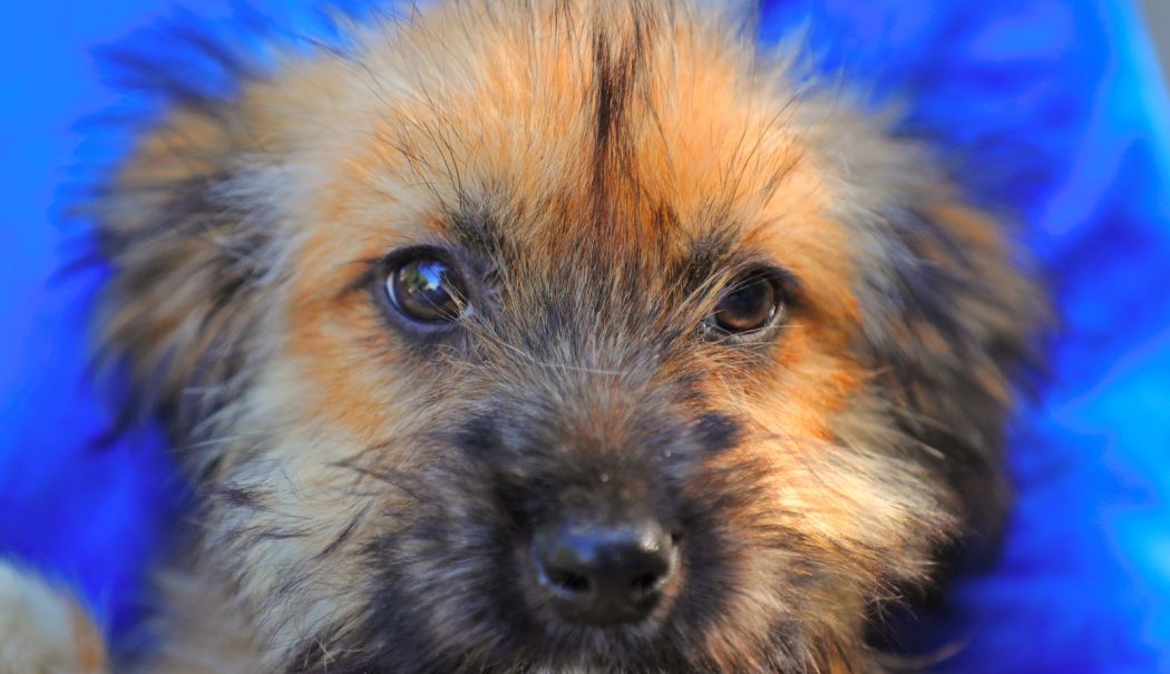 Adoptaţi-i! Sute de câini aşteaptă să facă parte dintr-o poveste frumoasă - x-catei-1724757371.jpg