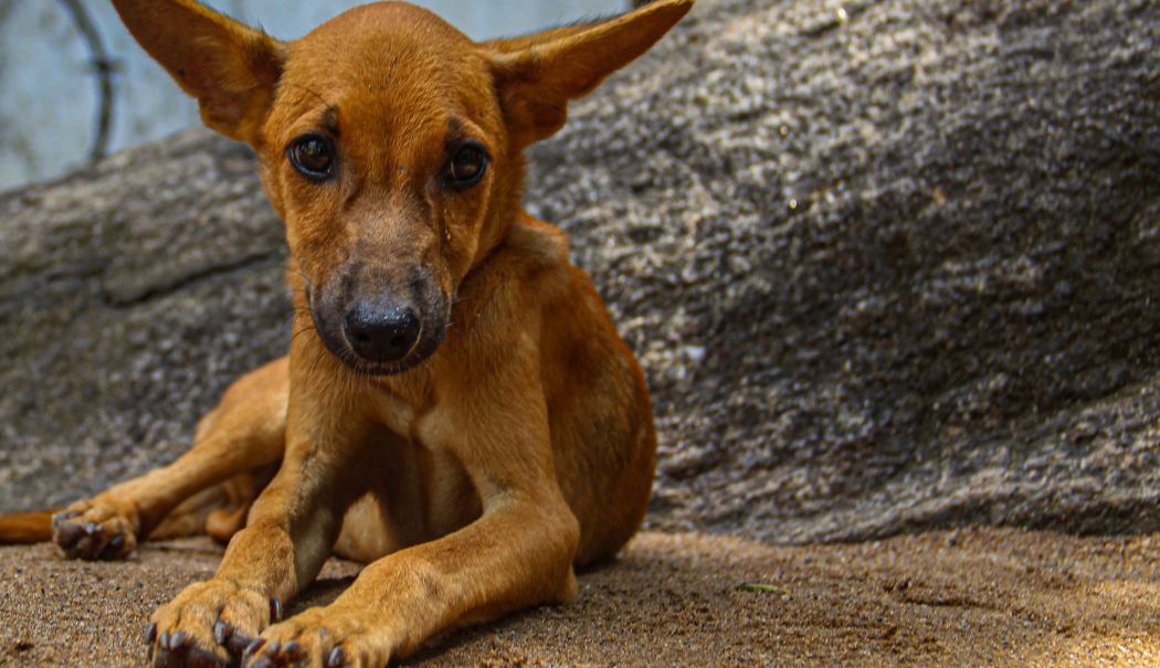 Faceţi-vă un prieten pe viaţă! Aproximativ 400 de căţei aşteaptă să fie adoptaţi