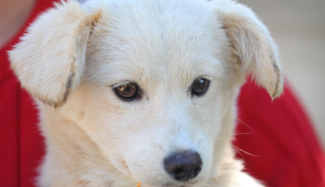 Apel către iubitorii de animale. Oferiți-le un cămin acestor ghemotoace de blană! - x-catei-1730102940.jpg