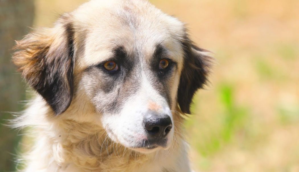 Fiţi eroul cuiva care nu poate cere ajutor! Adoptaţi un suflet blănos! - x-catei-1748867461.jpeg