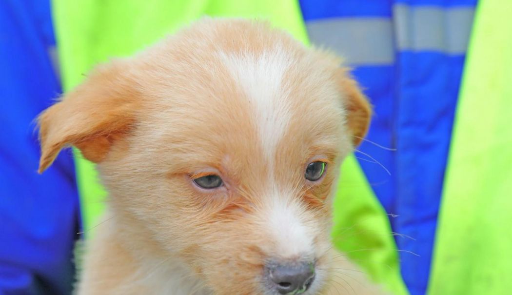 Poppy și Luna au nevoie de o familie. Cine îi adoptă? - x-catei-1763723749.jpg