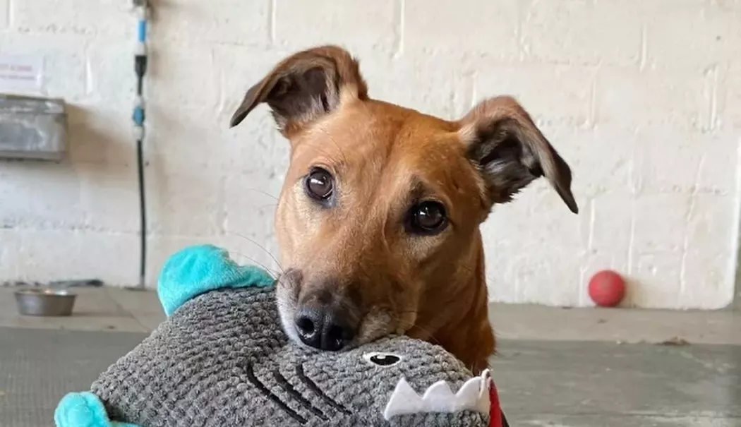 Mergeți să adoptați un cățel și să câștigați un prieten pe viață! - x-catei-1768993672.webp