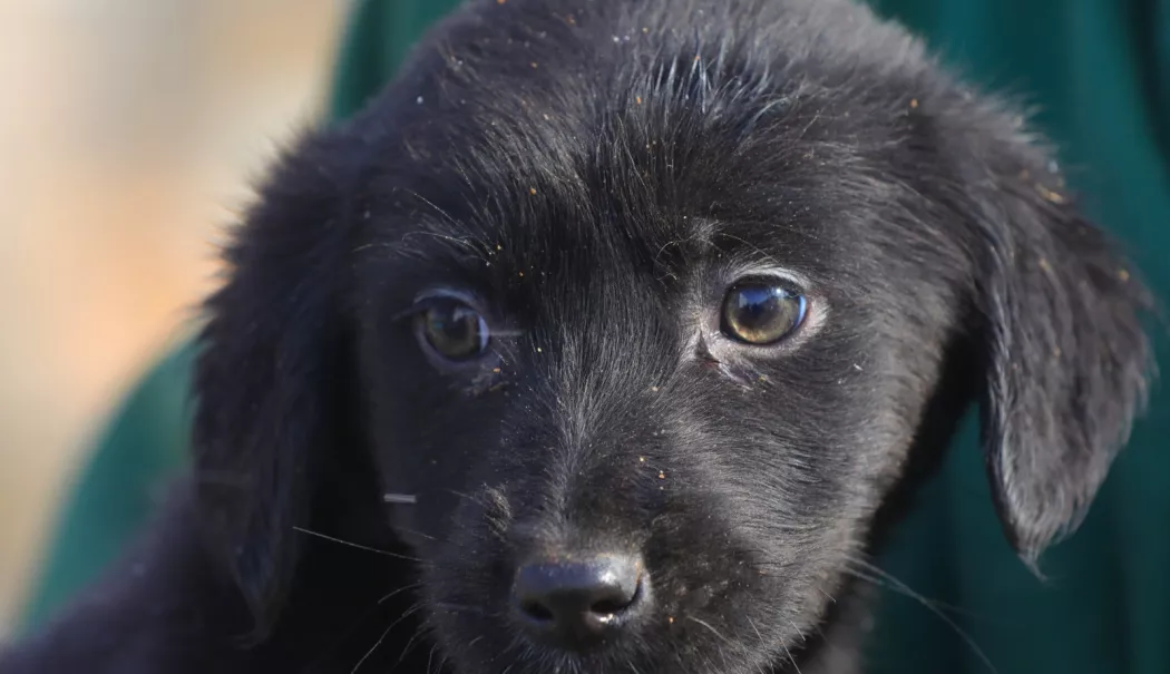Sute de suflete mici își caută o familie. Campania „Adoptă un cățel“ continuă la Constanța - x-catei-1770808373.webp