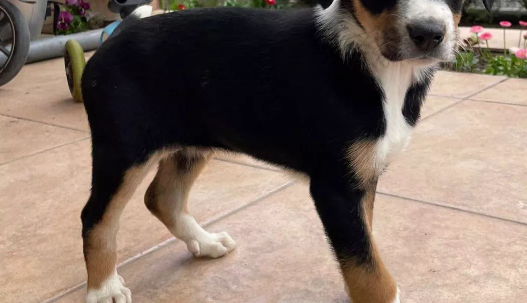 Foto - Încă doi căței abandonați și-au găsit familii în Constanța. Campania de adopții continuă