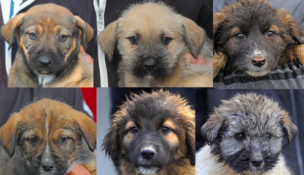 Adoptaţi un cățel! Oferiţi-i o șansă la o viață mai bună! - x-catelusi--1733319232.jpg