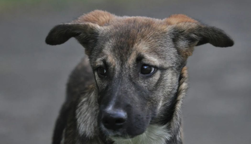 Adăpostul Public de Animale Abandonate este închis în perioada 1- 6 mai - x-catelusi-1714477792.jpg
