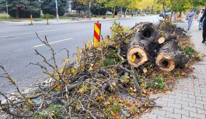 Copacii de pe strada Decebal, tăiaţi pentru continuarea lucrărilor de reabilitare termică