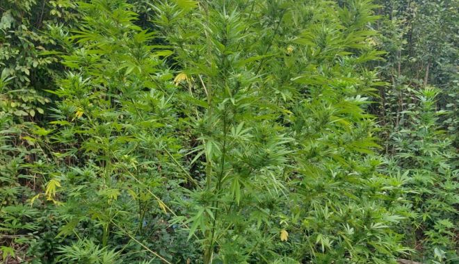 Cultură de cannabis descoperită în mijlocul pădurii