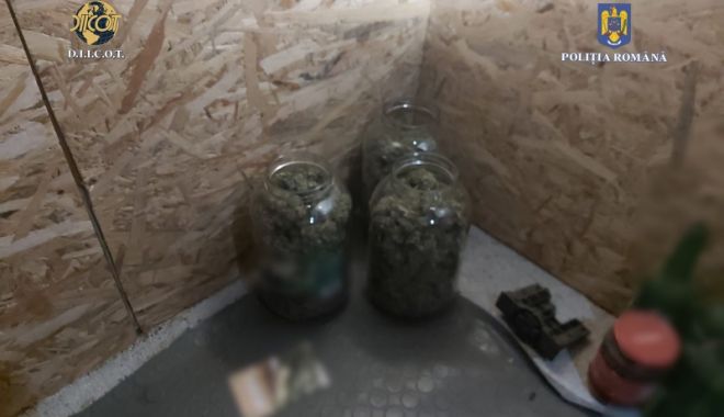 Cultură de canabis, descoperită la Constanţa. Un tânăr a fost arestat preventiv
