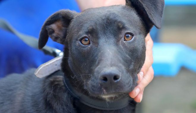Onix îşi aşteaptă stăpânii, la Adăpostul pentru animale fără stăpân - x-cutu-1687953725.jpg