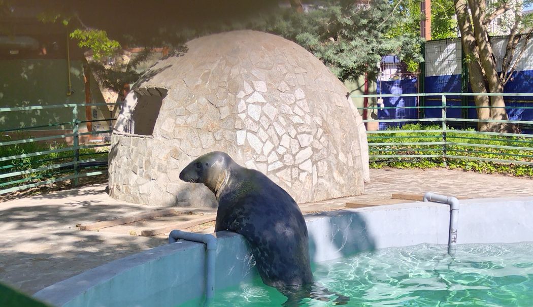 Zilele Constanței. Programul Complexului Muzeal de Științe ale Naturii - x-delfinariu-1747741453.jpg