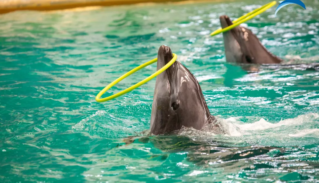 Foto - Delfinariul Constanța reia spectacolele cu delfini pentru public