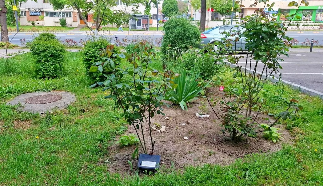 Campania de deratizare continuă până pe 20 mai. Capcane pentru rozătoare în tot orașul