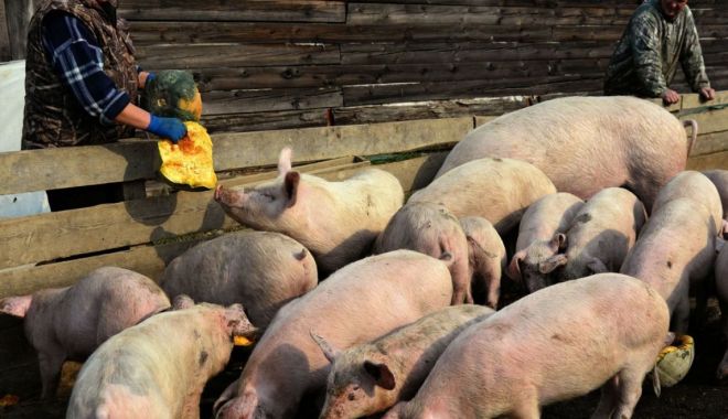 Direcția Sanitar-Veterinară Constanța este cu ochii pe comercianți - x-dsv-1703075319.jpg