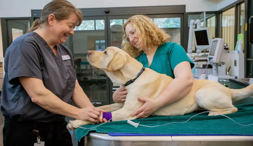 Locuri de muncă în străinătate pentru români. Veterinarii, la mare căutare - x-eures-1779961324.webp