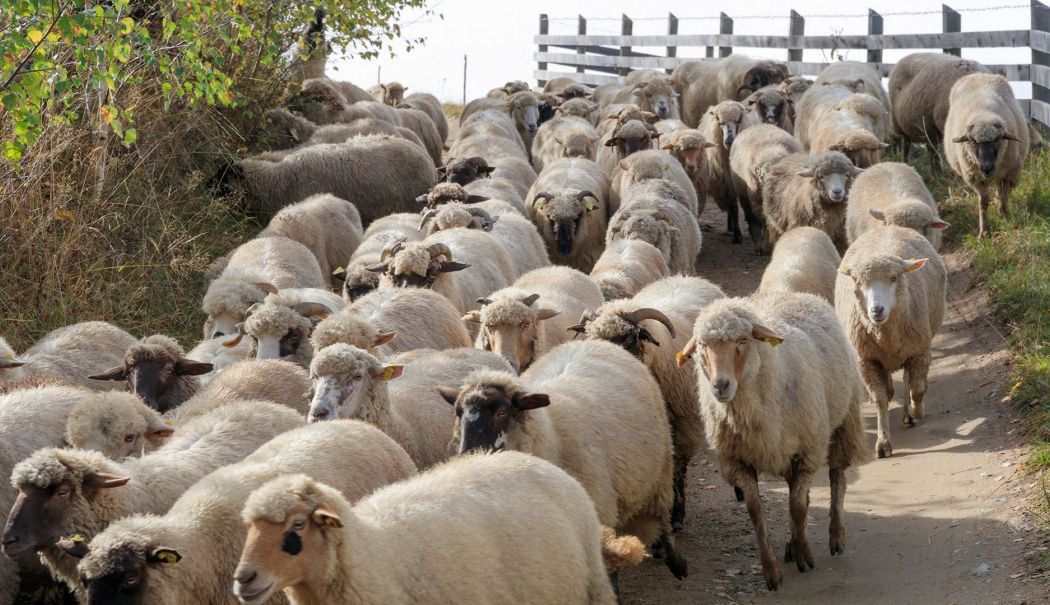 Focarele de pestă a micilor rumegătoare, din nou, în atenția specialiștilor