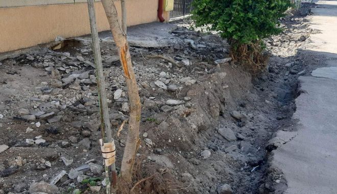 COPACI MUTILAȚI pe bulevardul Lăpușneanu! „60% dintre arborii dintre Casa de Cultură și Trocadero prezintă urme de vătămare!” - x-garda-mediu-1685438449.jpg