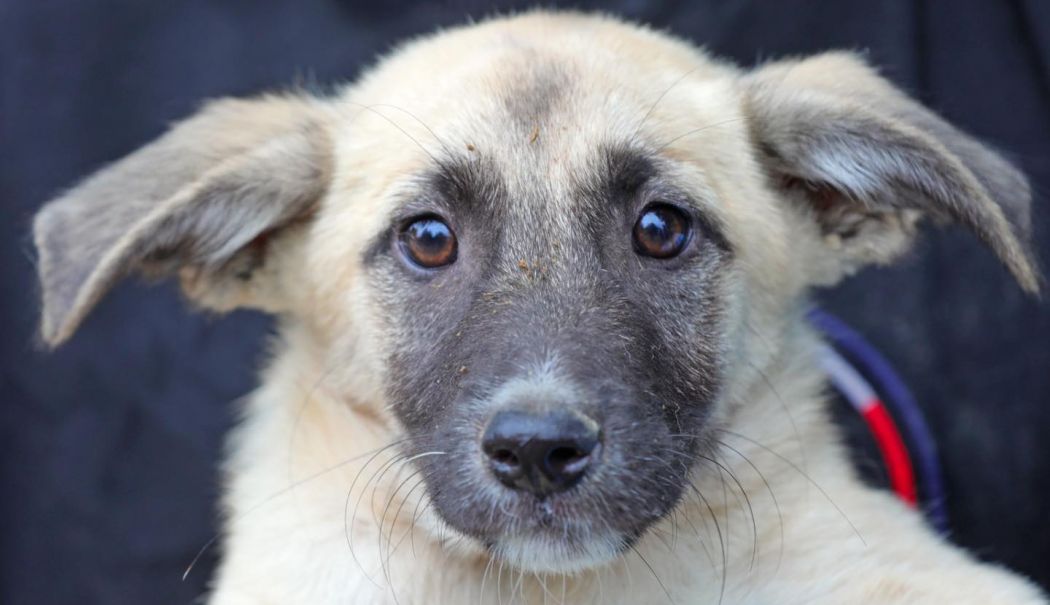 Gioconda îşi aşteaptă familia. Nu vreţi s-o adoptaţi? - x-gioconda-1725963166.jpg